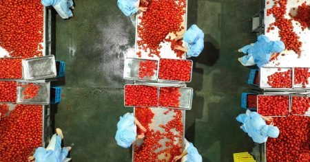 Complete inventory of tomato products tied to Chinese forced labor available for purchase in the UK