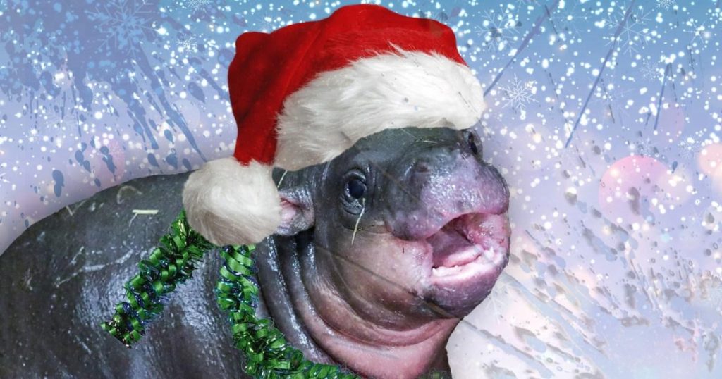 Endangered Hippopotamus Celebrates First Christmas at Edinburgh Zoo