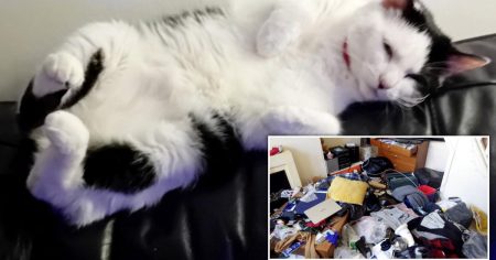Abandoned Cat Finds New Home Before Christmas
