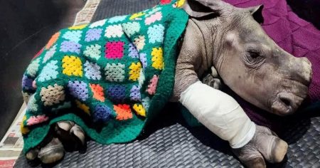 Yorkshire Women Knit Blanket for Orphaned Rhino Calf Following Hyena Attack