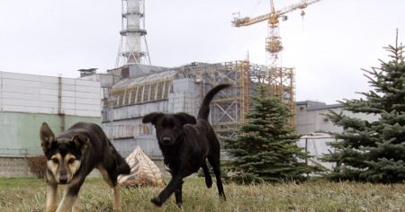 The Unforeseen Impact of Chernobyl’s Radiation on Canine Populations