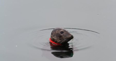 Rescue Effort Underway for Seal Entangled in Plastic Ring