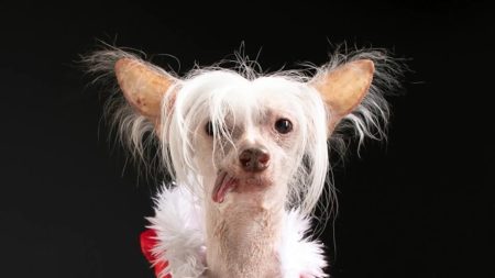 Champion of Unconventional Beauty: Muppet’s Unique Charm Captivates Despite “Ugliest Dog” Title