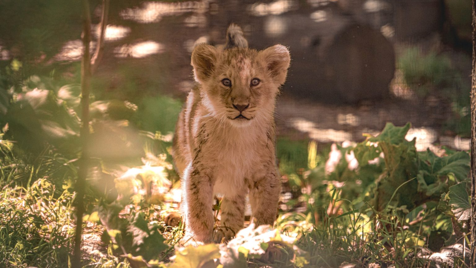 Experiencing London Zoo’s Festive Lodges: A Private Christmas Tour and More