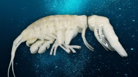 Scientists Discover New Deep-Sea Predator in Extreme Environment