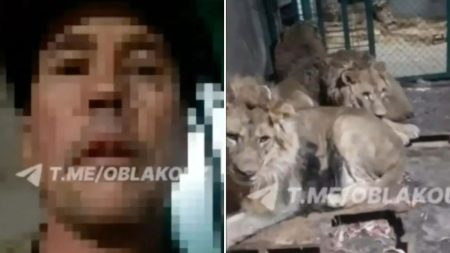 Zookeeper Fatally Mauled by Lions After Entering Enclosure for Selfie Video