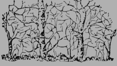 Identify Eight Camouflaged Animals Within Eleven Seconds: A Test of Visual Acuity and Cognitive Ability.