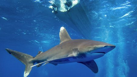 Fatal Shark Attack at Red Sea Resort Claims One Life, Injures Another