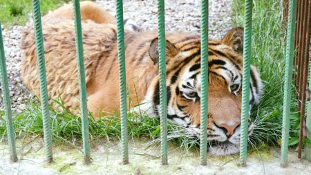 Zookeeper Fatally Mauled by Tiger Following Enclosure Breach