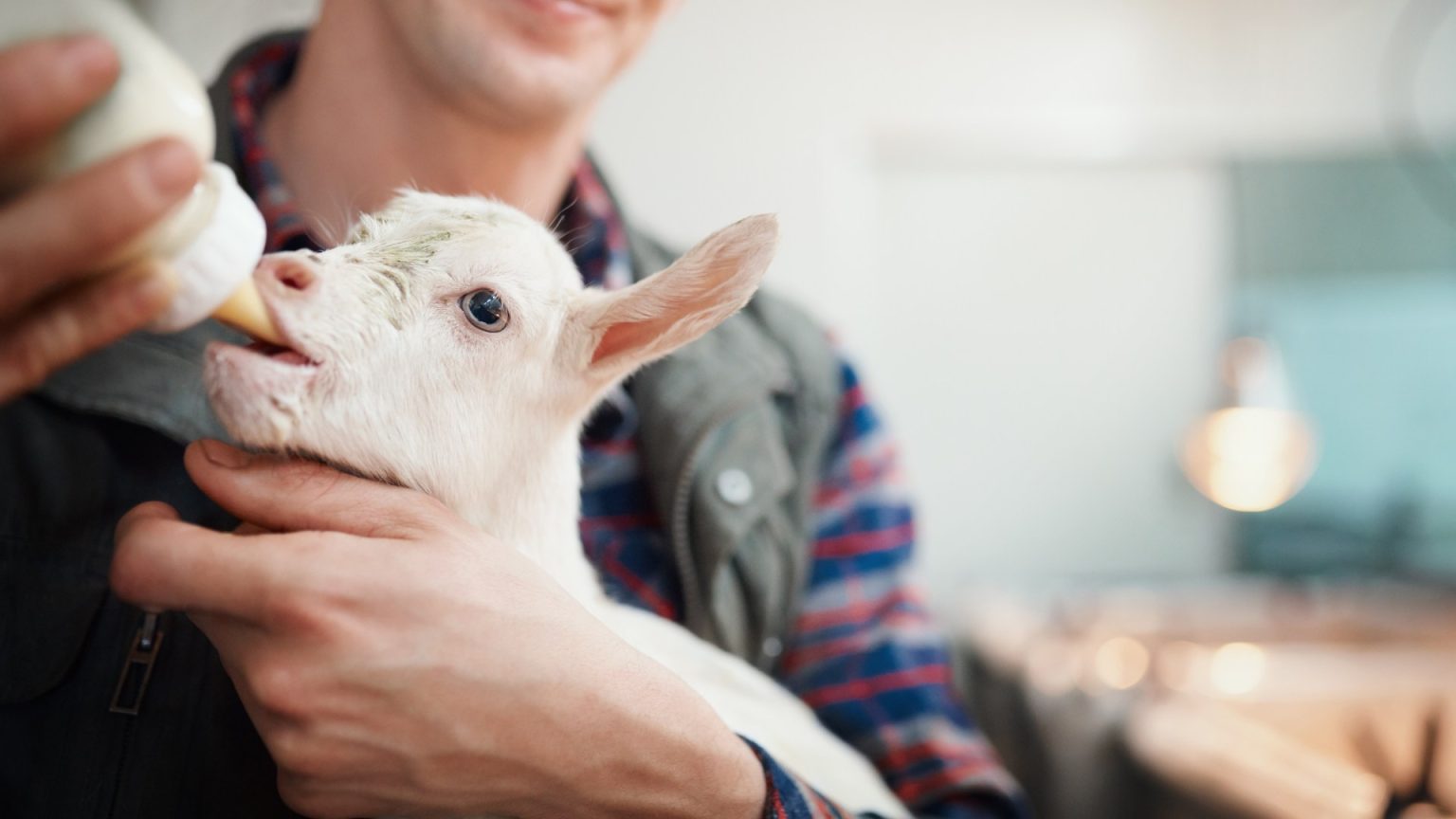 Addressing Common Pet Concerns: From Aspiring Farmers to Canine Cognitive Dysfunction