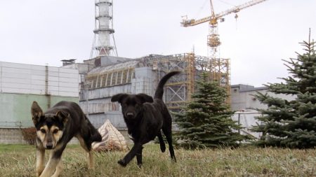 Rapid Post-Chernobyl Evolution Observed in Canine Population Surviving Radioactive Fallout.