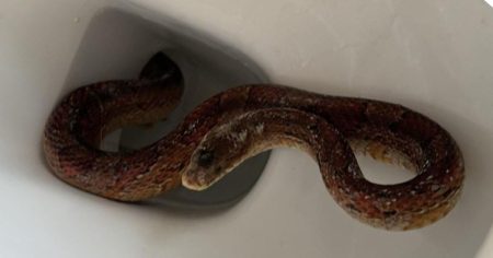 Burnley Woman Frightened by Snake in Bathroom