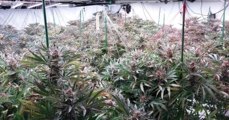 Water Damage Reveals Neighbor’s Illegal Cannabis Cultivation Operation