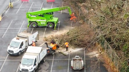 Neighbor’s Unpermitted Felling of Historic Oak Tree Meets with Inadequate Municipal Response