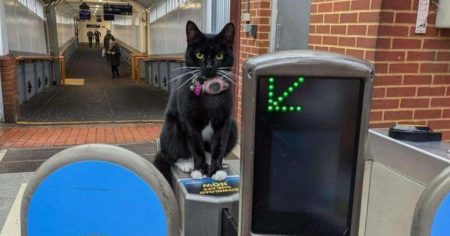 ‘Adventurous’ cat catches train for day-trip to London without owner’s knowledge