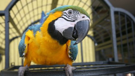 From a plucking parrot to a sleepy ferret – your pet queries answered