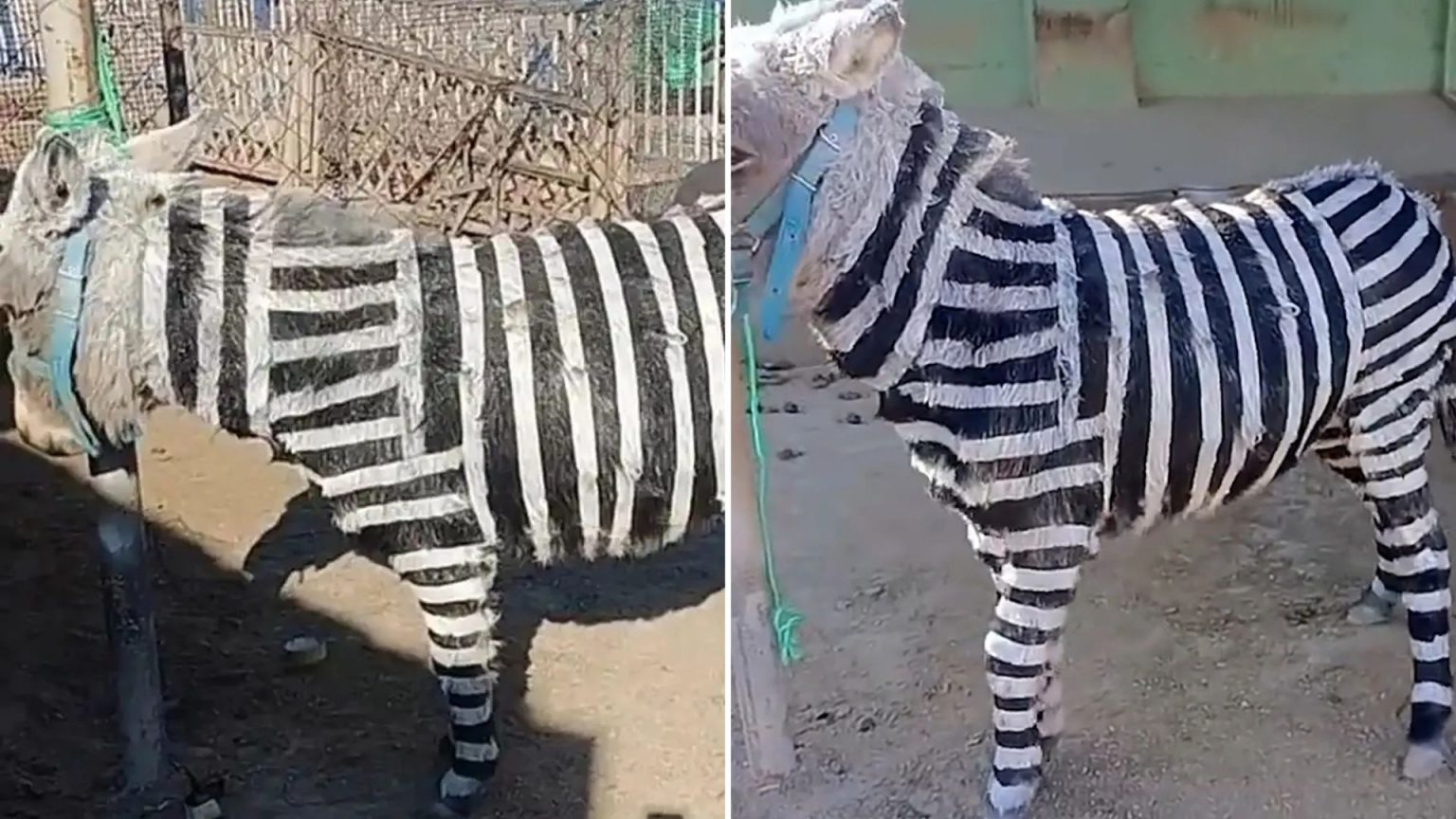 China zoo slammed for painting donkeys black and white to look like zebras in ANOTHER ‘fake animal’ gaffe