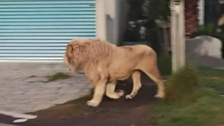 Terrifying moment escaped lion roams through the streets of quiet town in Mexico sparking chaos among locals