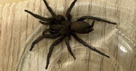 Venomous spider with ‘huge appetite’ spotted in the UK