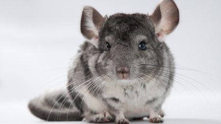From a hungry chinchilla to a Labrador who licks faces – your pet queries answered