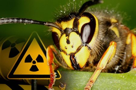 Nest of radioactive WASPS found at nuclear site by officials
