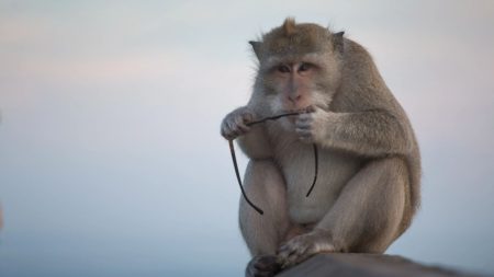 Gang of ‘scammer’ monkeys caught targeting tourists & making off with up to ten luxury phones a DAY – to trade for food