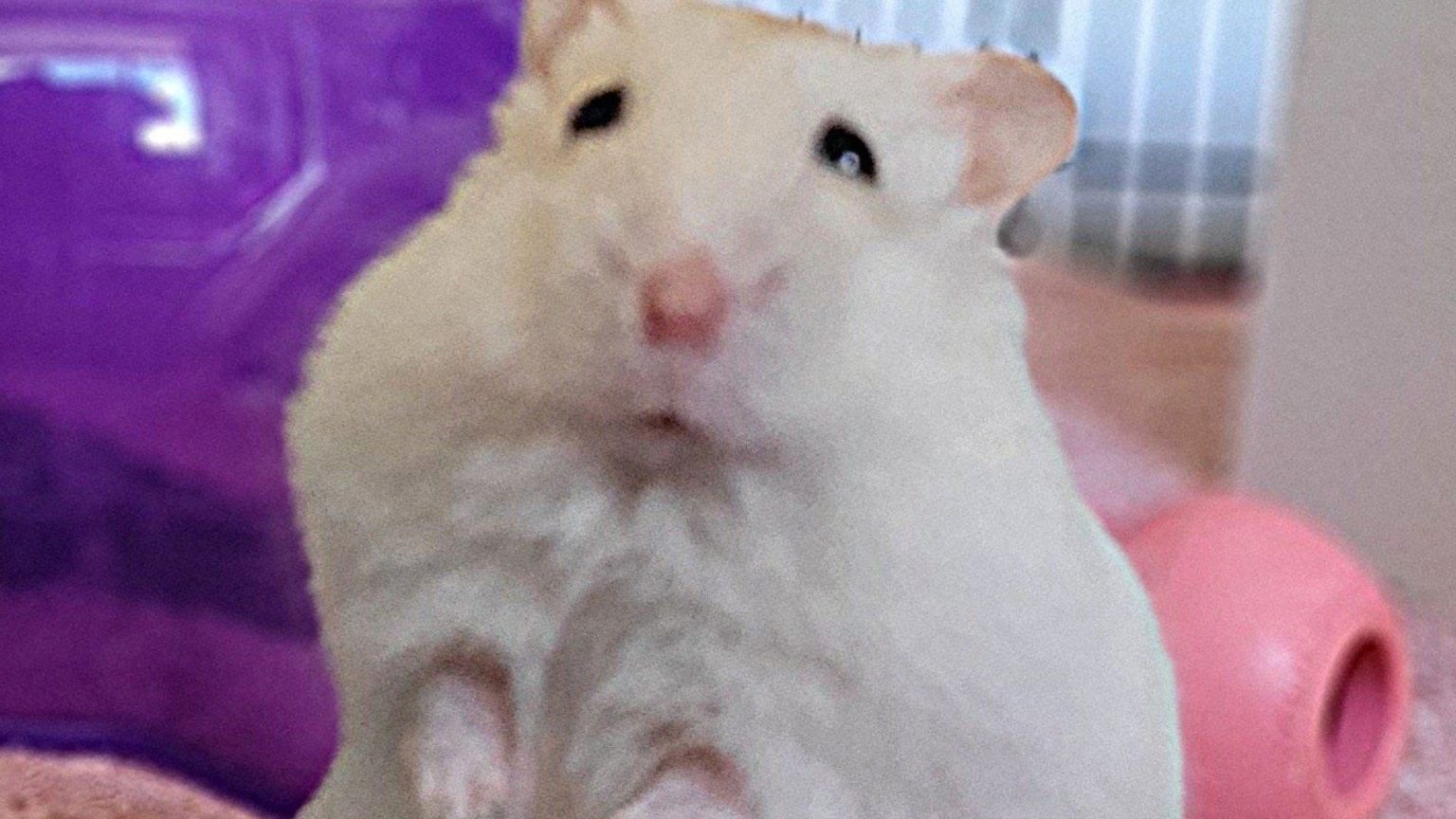 Obese hamster as big as a JACKET POTATO rescued after previous owner ‘ gave it wrong food and too little exercise space’