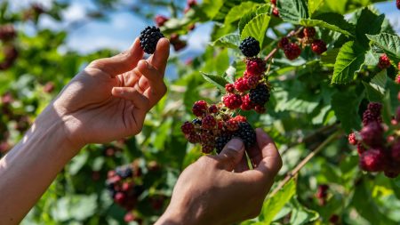 From picking berries to apple trees – three ways to forage for wild treats
