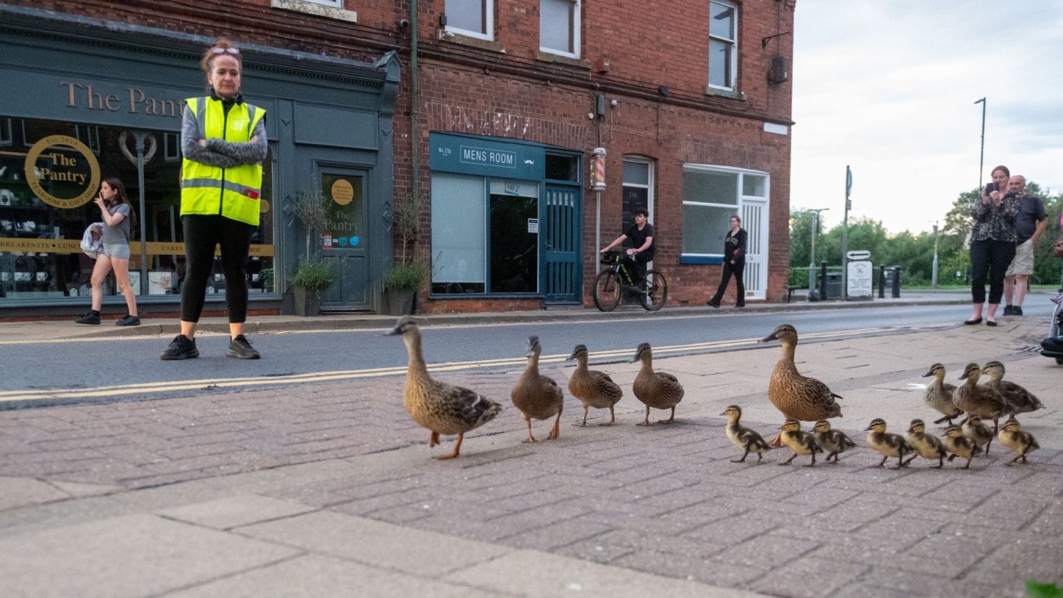 Flock of ducks get escort across busy roads to their nightly nesting spot