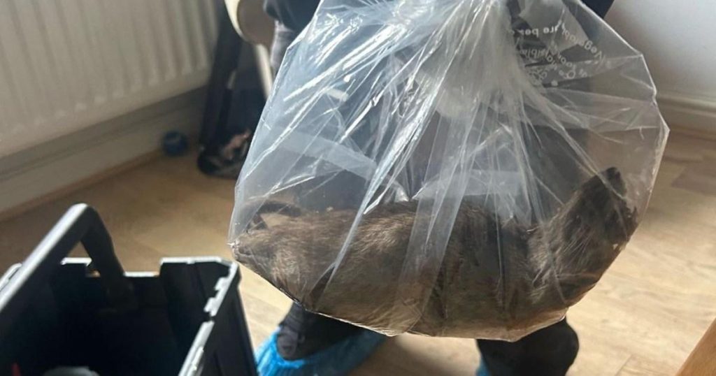 Rat the size of a dog found as monster vermin run riot in Yorkshire village