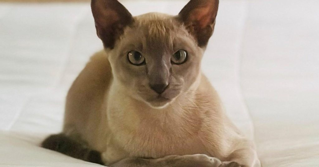 Cat named Leonardo da Pinchy terrorises town by stealing people’s underwear