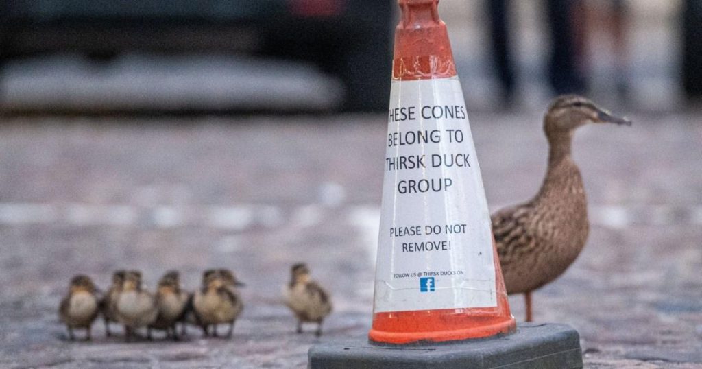 You could have the cutest job in the world and become a duck-crossing warden