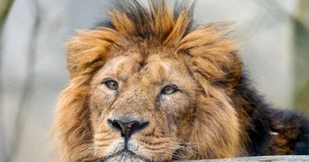 Danish zoo asks owners to donate unwanted animals to feed to predators