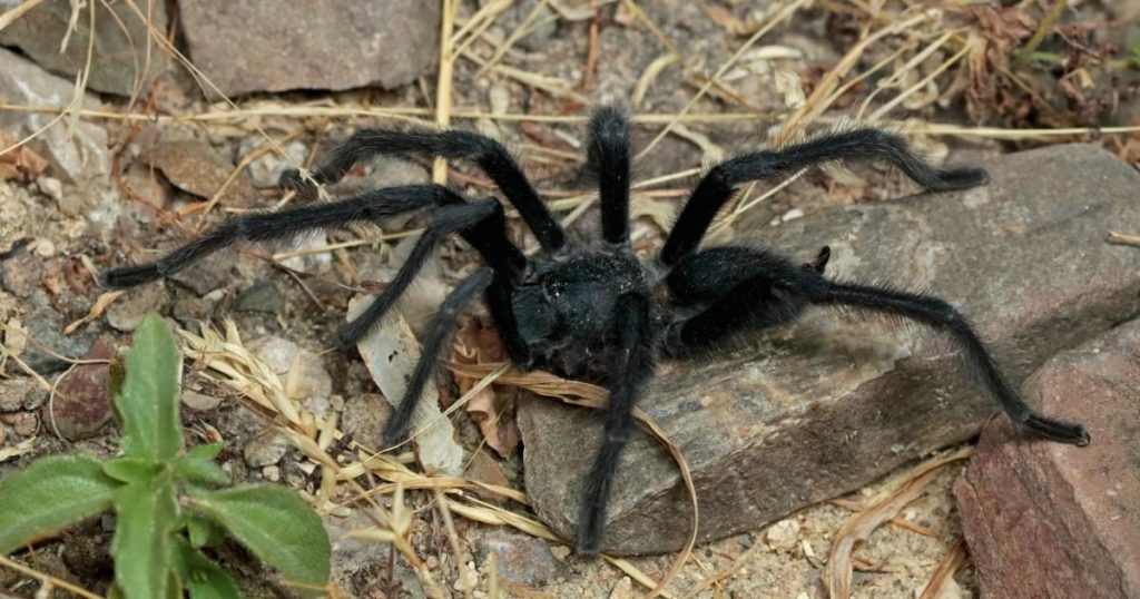 Tarantulas with giant penises discovered and we’re scared stiff