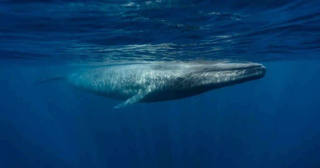 The heartbreaking and worrying reason blue whales are going silent