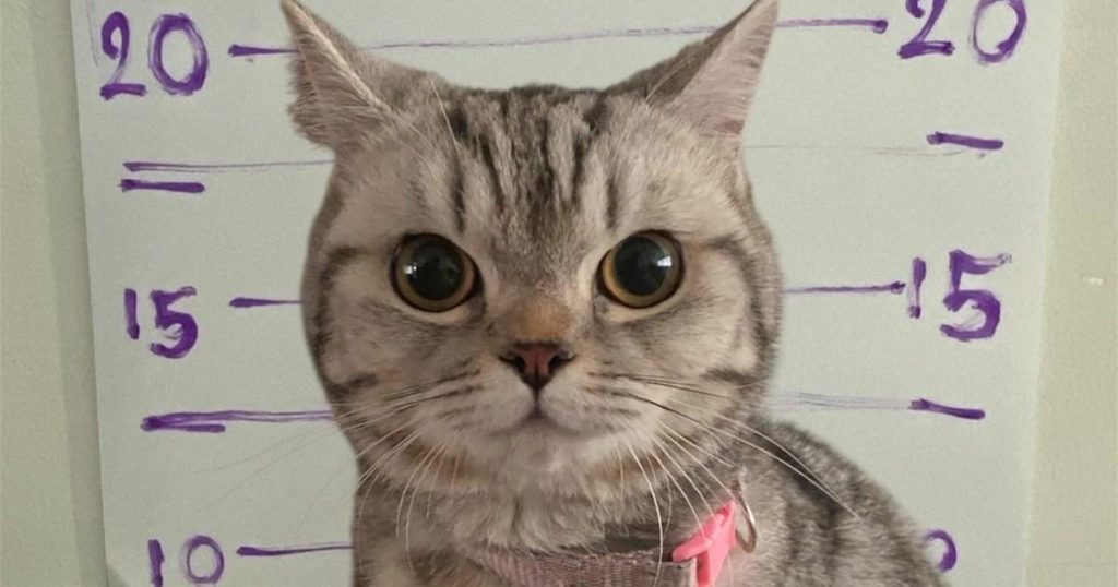 Feline felon has paw printed and mugshots taken after scratching police officers