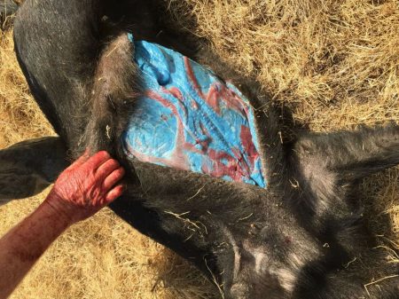 Horror as pigs discovered with bright blue SKIN after being ‘exposed to pesticides’ – with fears other animals infected