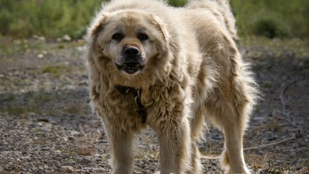 Six people injured by Caucasian Shepherd dogs in terrifying attack – as cops arrest girl, 17, and man