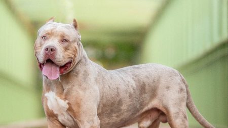 Boy, 7, mauled in the neck by family’s XL Bully in horror attack leaving him needing surgery