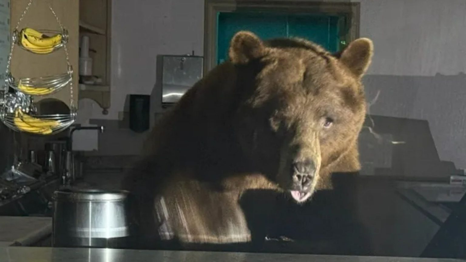 Shocking pictures of moment huge bear breaks into ice cream parlor in search of certain flavor leaving onlookers stunned