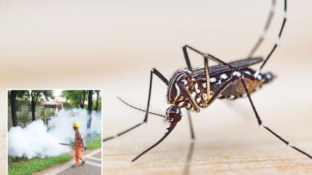 Holiday hotspots report cases of organ destroying virus sparking global outbreak fears in China