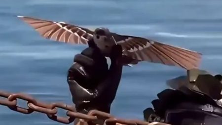 Chinese military chiefs develop killer bird-drone powered by flapping wings