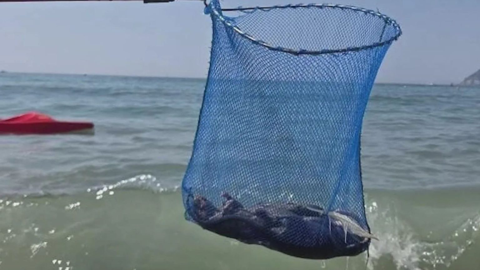 Dead rats wash ashore on famed beach at Brit holiday hotspot as sunbathers ‘forced to flee the rodents’