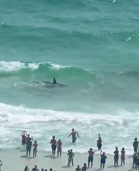 Incredible moment shark battles stingray as shocked beachgoers watch on from the shore