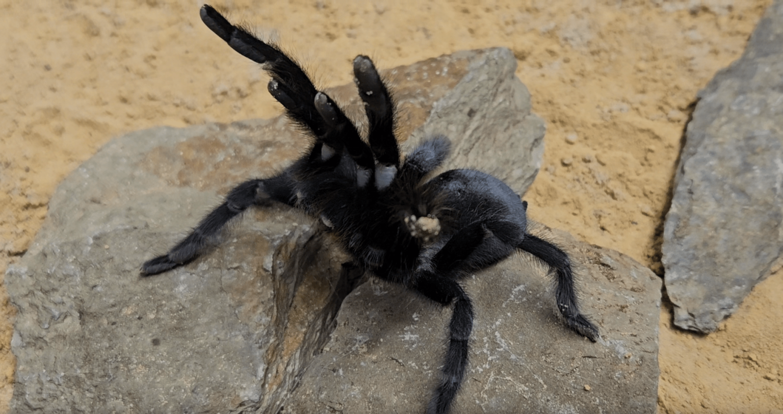 Hunky tarantulas now growing GIANT record-breaking sex organs & mega ‘palp’ saves them from being gobbled by lusty mate