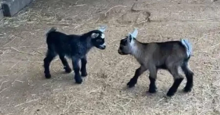 Seven baby goats stolen from ‘screaming’ mother drowned out by raging storm