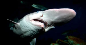 ‘World’s ugliest shark’ filmed alive in deep sea for first time
