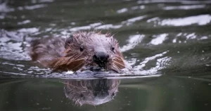 Beavers managed to solve a Tube flooding problem engineers pondered for years