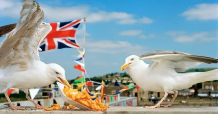 Tourist grabbed seagull and ‘punched it close to death’ in front of horrified kids