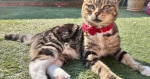 Cat snatched from drive on Ring doorbell footage is found dead three days later